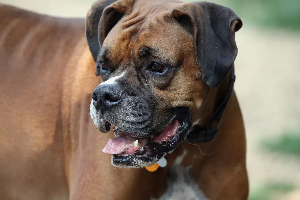 West Hills Dog Park