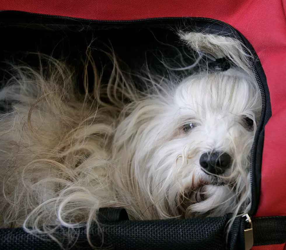 What Is New Jersey and Pennsylvania’s Most Popular Dog Breed?