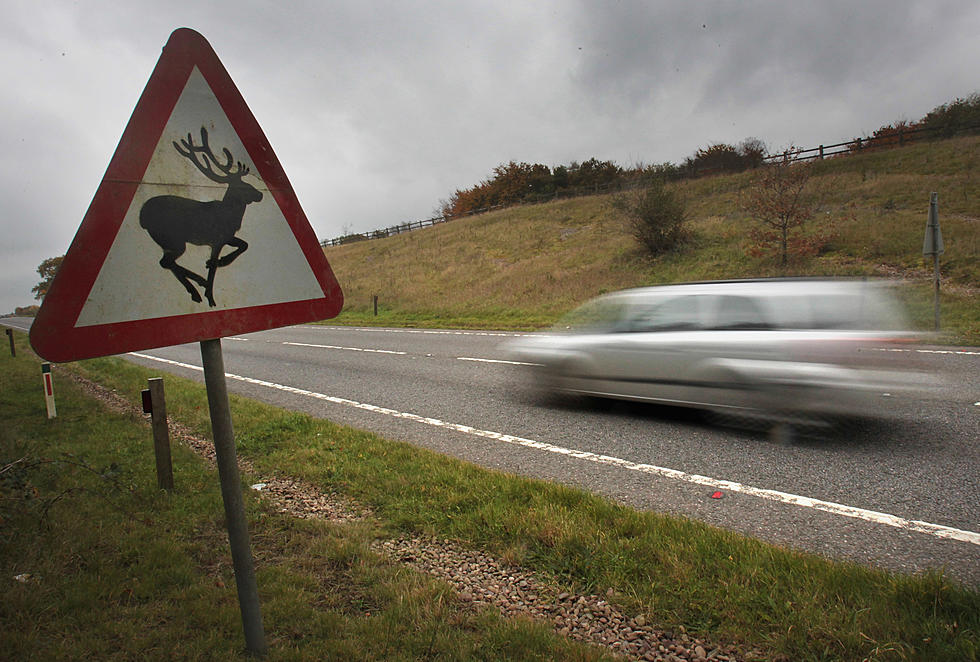 BEWARE: This Pennsylvania County is Where You are Most Likely to Hit a Deer This Fall