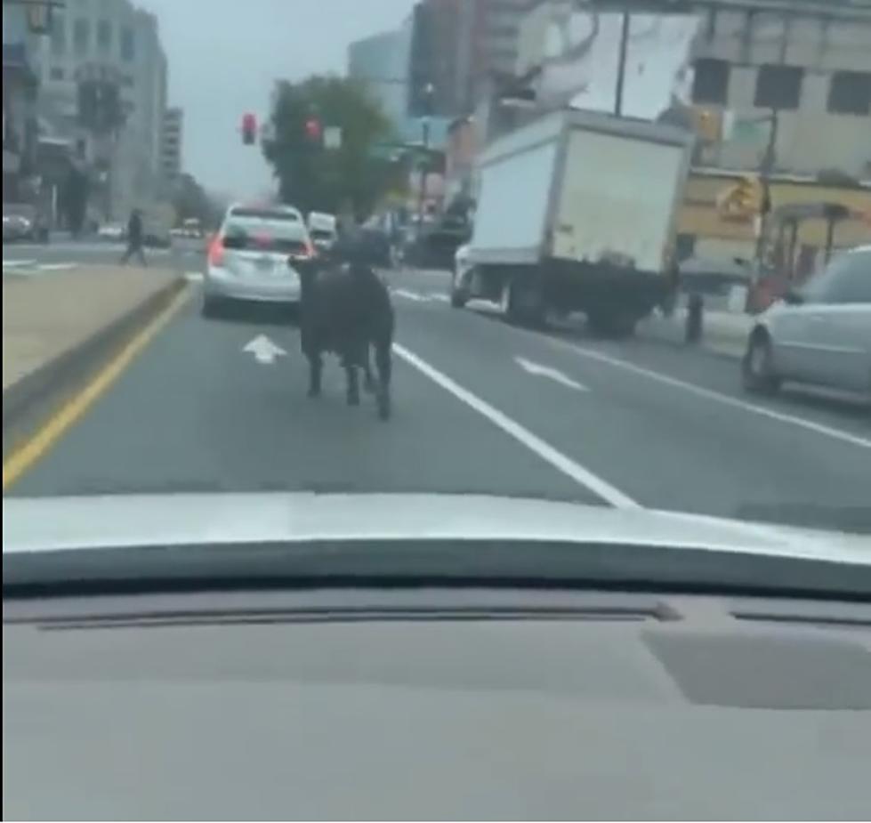 Did You See the Loose Cow Stopping Traffic in Center City Philadelphia Today?