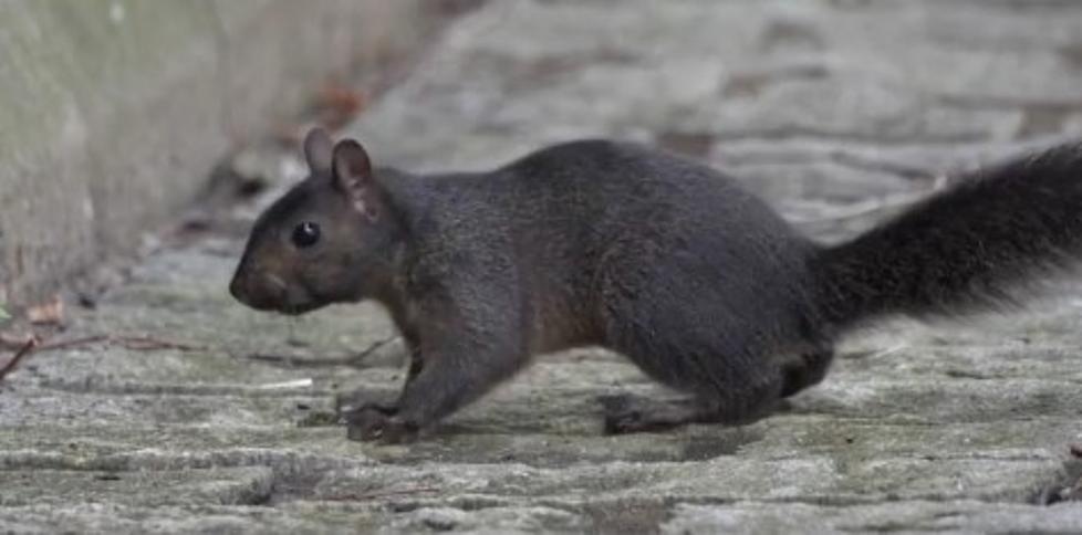 Why Do I Only See Black Squirrels In Princeton, NJ?