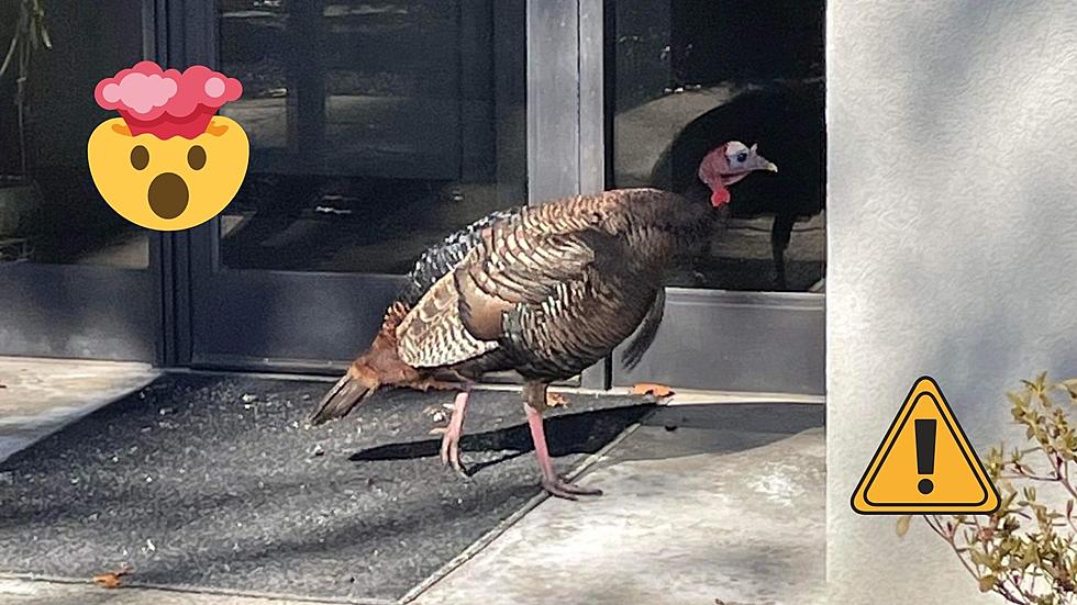 OMG, Why Is a Wild Turkey Lurking All Over Lawrenceville, NJ?