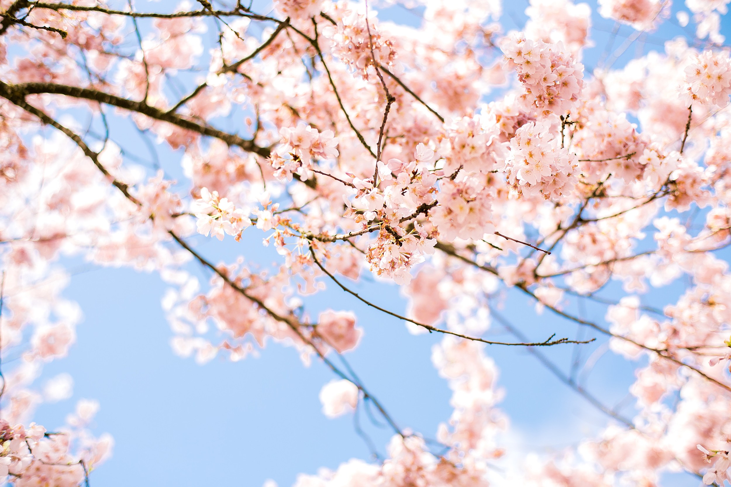 New Jersey's cherry blossoms coming early this year