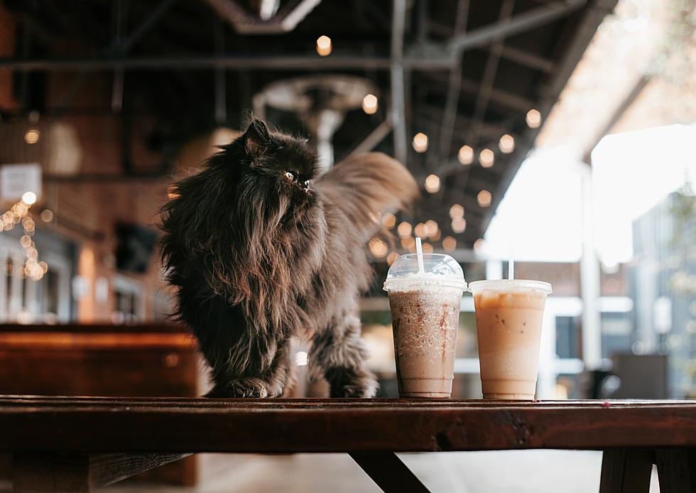 Here Are 6 Cat Cafés in NJ and Philadelphia Region