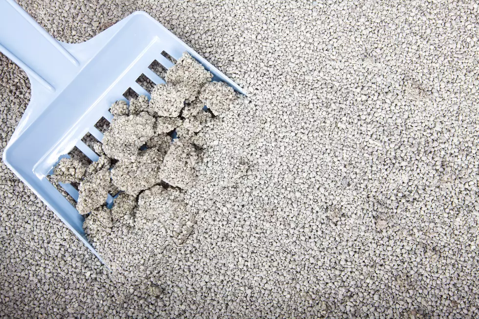 Clumping cat litter being scooped up