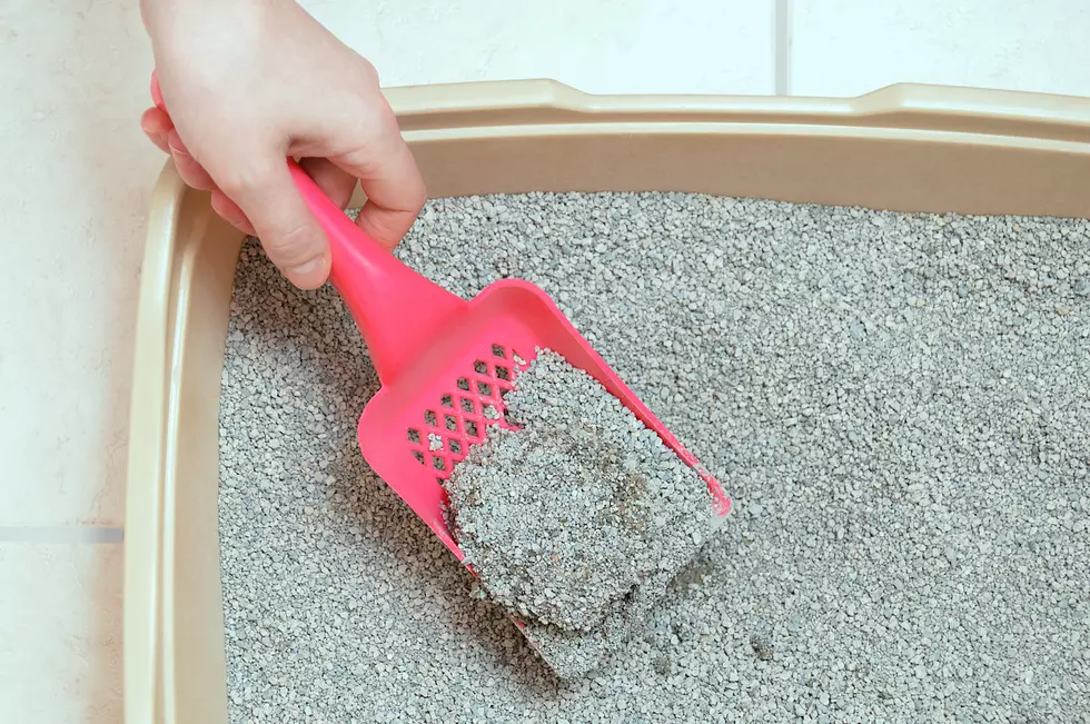 I Used Plastic Shopping Bags to Clean My Cats&#8217; Litter Boxes. Here&#8217;s What Works For Me Now.