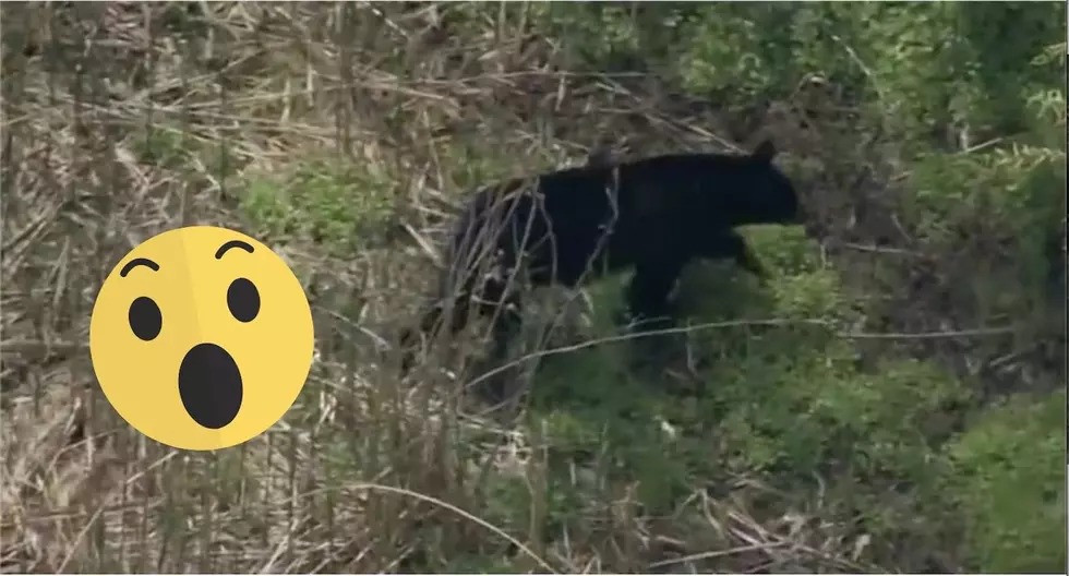 Beware the Bear: Bear Sighting in Delaware County!