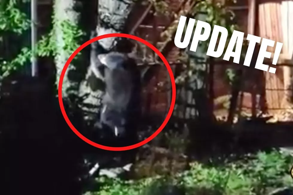 UPDATE: Delco Bear CAUGHT!