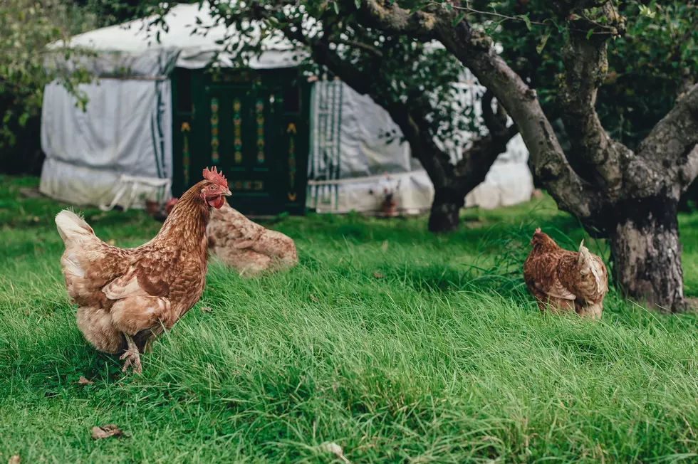 It’s Time Philadelphia Allowed Backyard Chickens, So Will It FINALLY Happen?