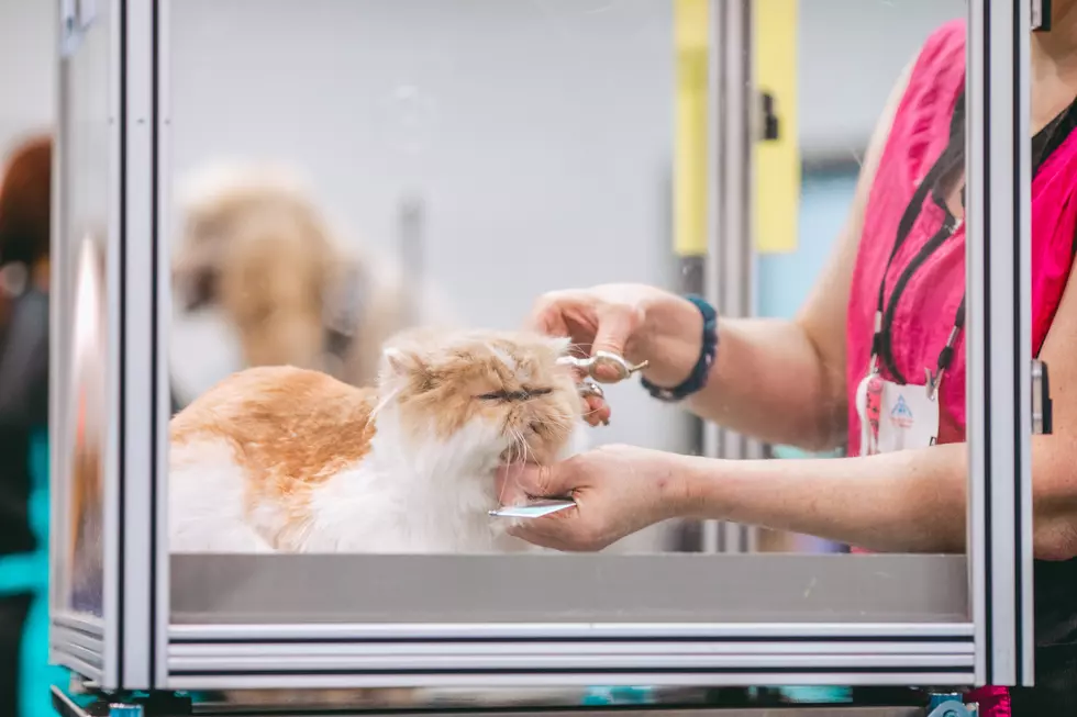 Need Cat Grooming? Check Out These Place in Central NJ