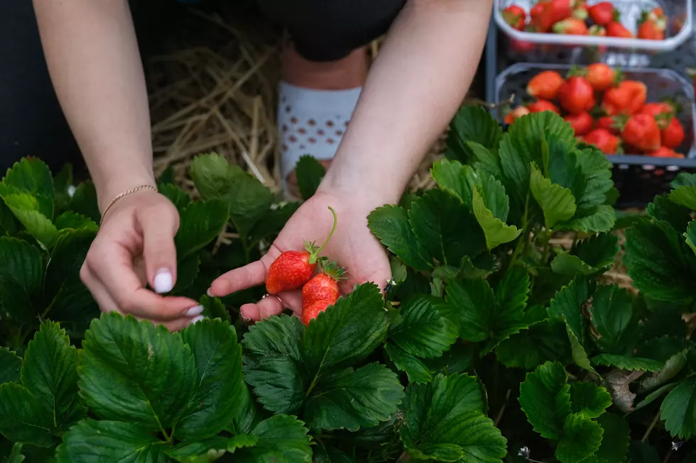 Strawberry Festival at Shady Brook Farm in Yardley, PA