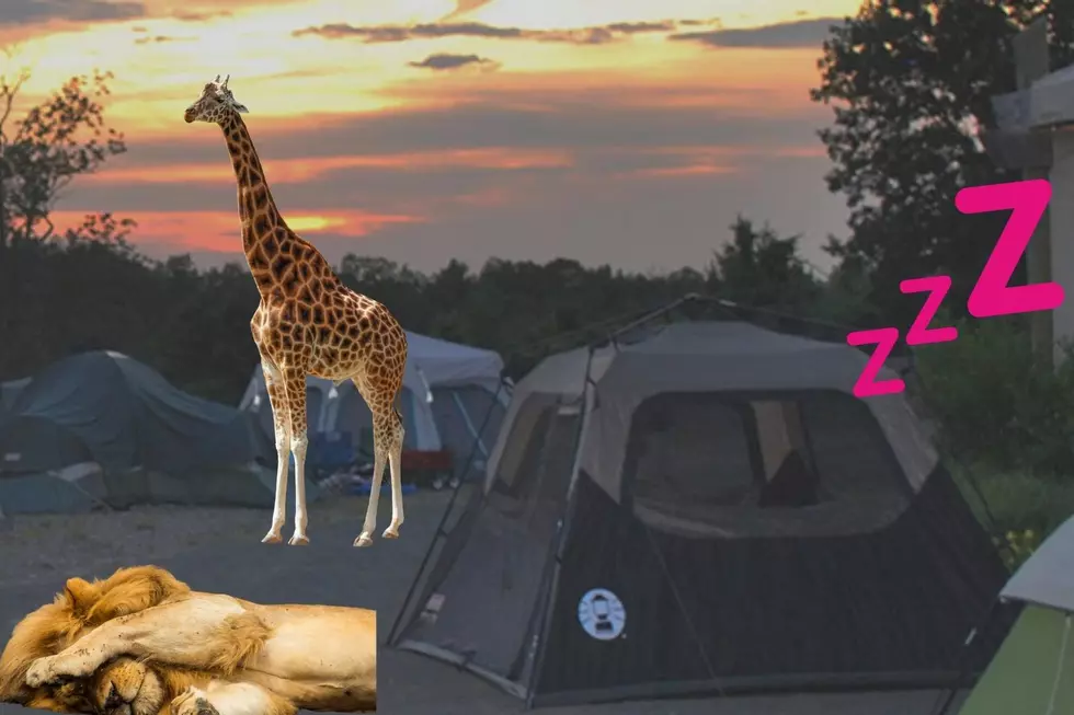 You can Camp Out in Six Flags SAfari