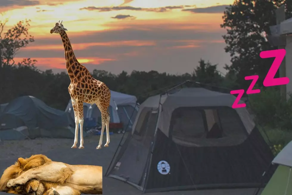 Sleep with the Giraffes! Six Flags&#8217; Safari in Jackson, NJ is Now Accepting Overnight Reservations