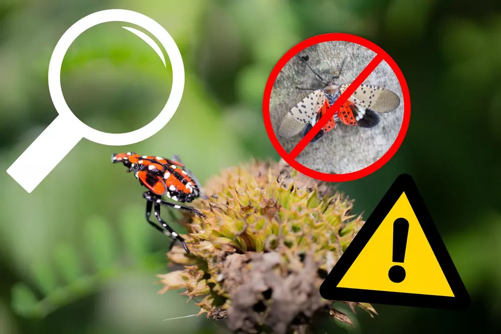 &#8220;Beat the Bug!&#8221; NJ Officials Encourage You to Stomp Out The Spotted Lanternfly