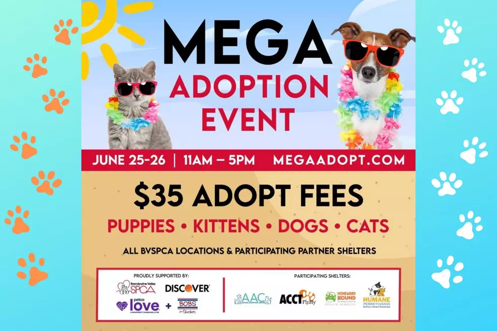 Brandywine Valley SPCA Holding MEGA Adoption Event This Weekend!