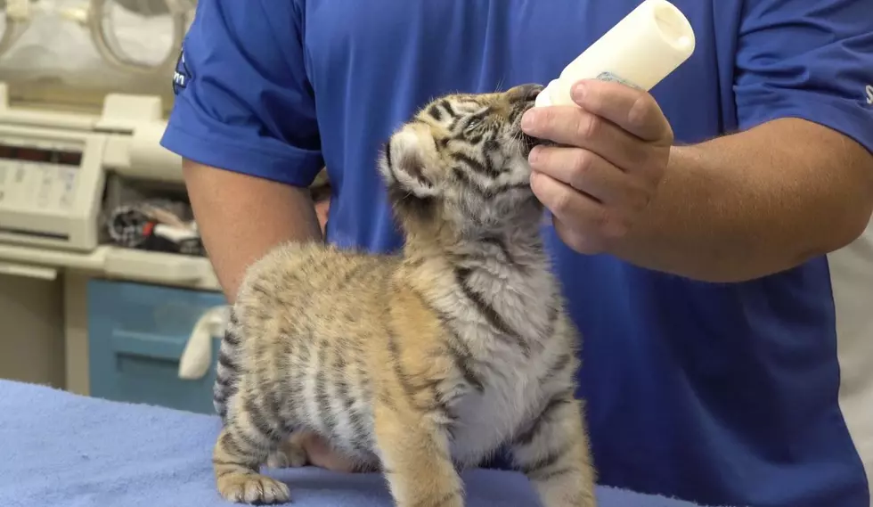 Take A Look At These Tiger Cubs That Made History At Six Flags: Great Adventure