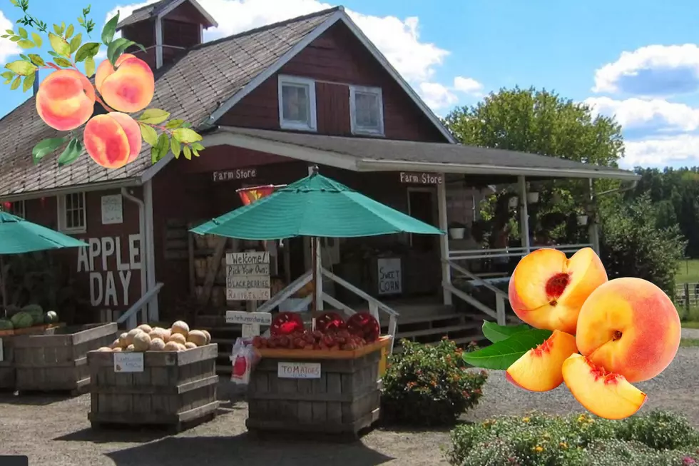 Terhune Orchards in Princeton, NJ Is Feelin&#8217; Just Peachy This Summer