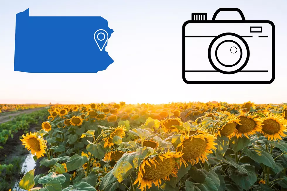 You Can Visit The Most Popular Sunflower Field Right In Yardley, PA