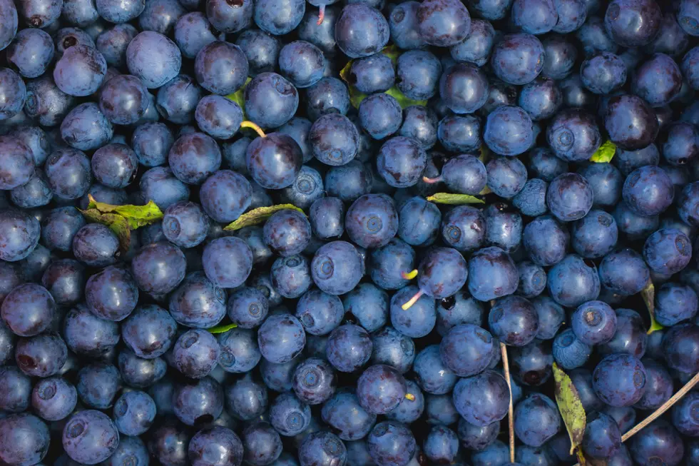 Blueberry Bash This Weekend at Terhune Orchards in Princeton, NJ
