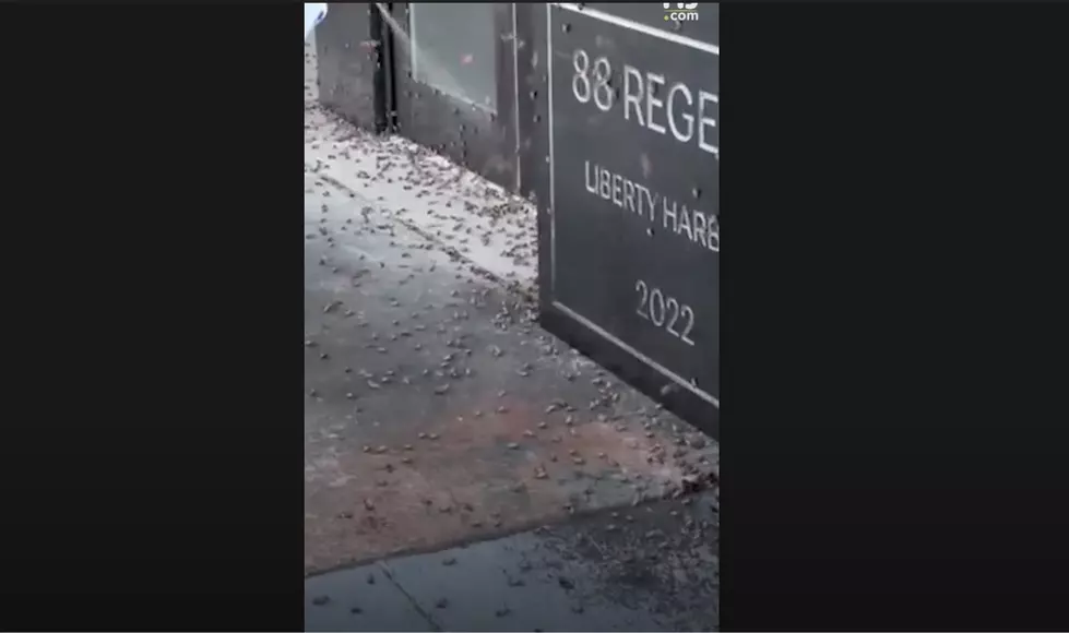 EW! Watch THOUSANDS of Spotted Lanternflies Swarm This NJ Building (VIDEO)