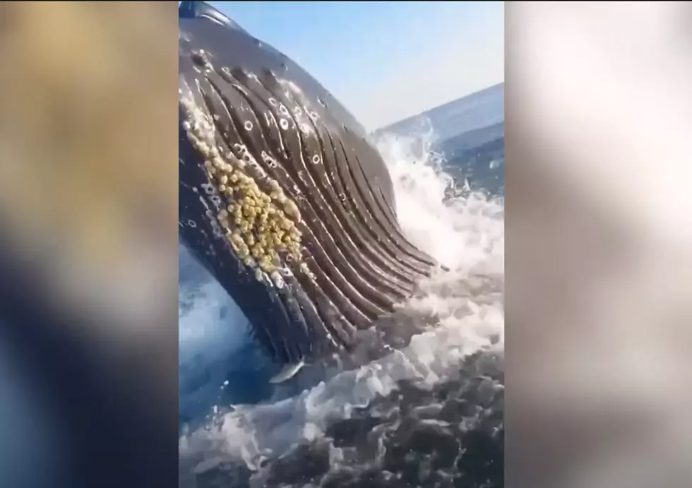 WATCH: Huge Humpback Whale Shocks Father and Son Off Jersey Shore!