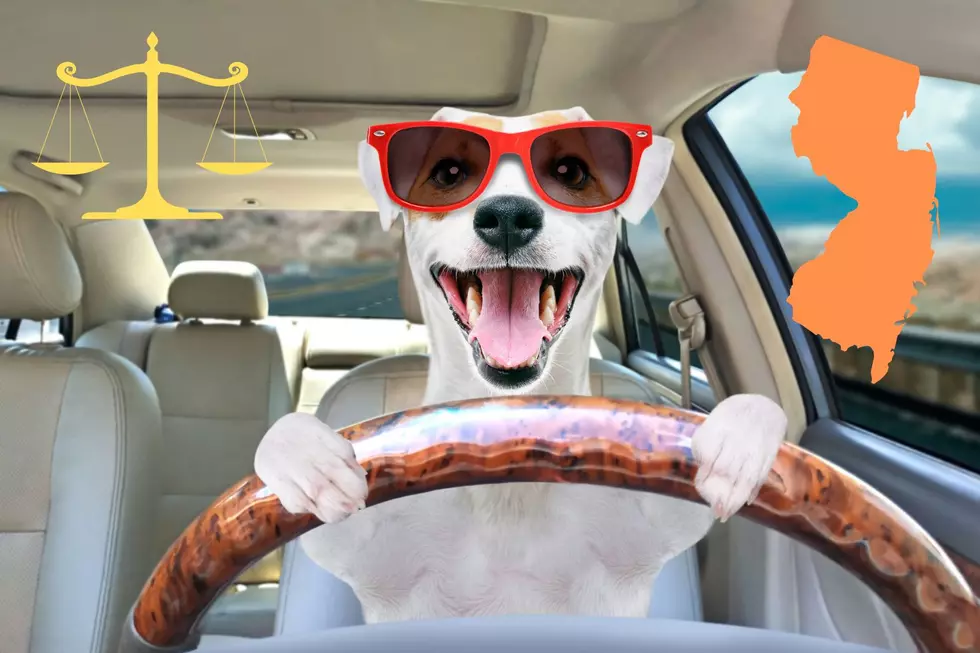can you drive with a dog in your car