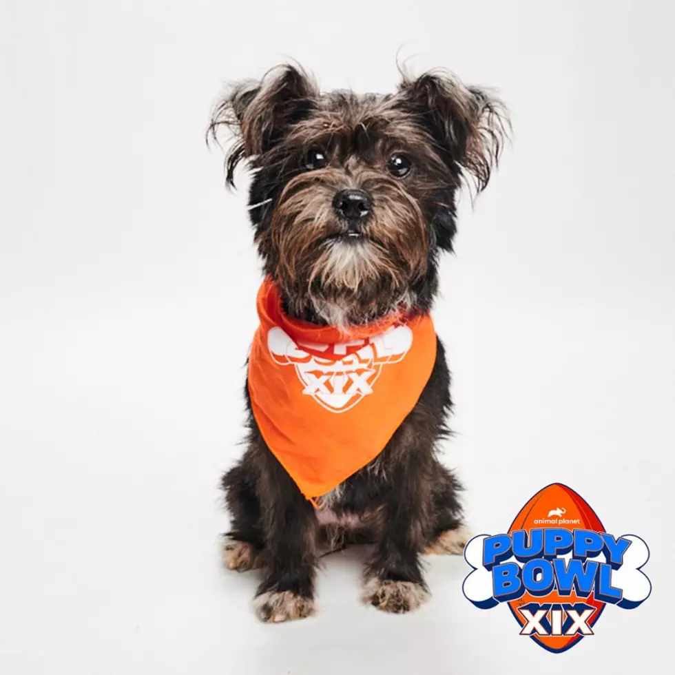 The Most Adorable NJ & PA Rescue Dogs Will Be Featured in 2023 Puppy Bowl