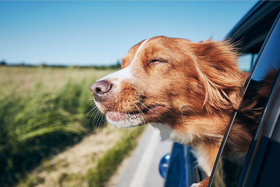 Is It About to Be Illegal to Allow Your Dog From Sticking Its Head Out of a Car Window in Pennsylvania?