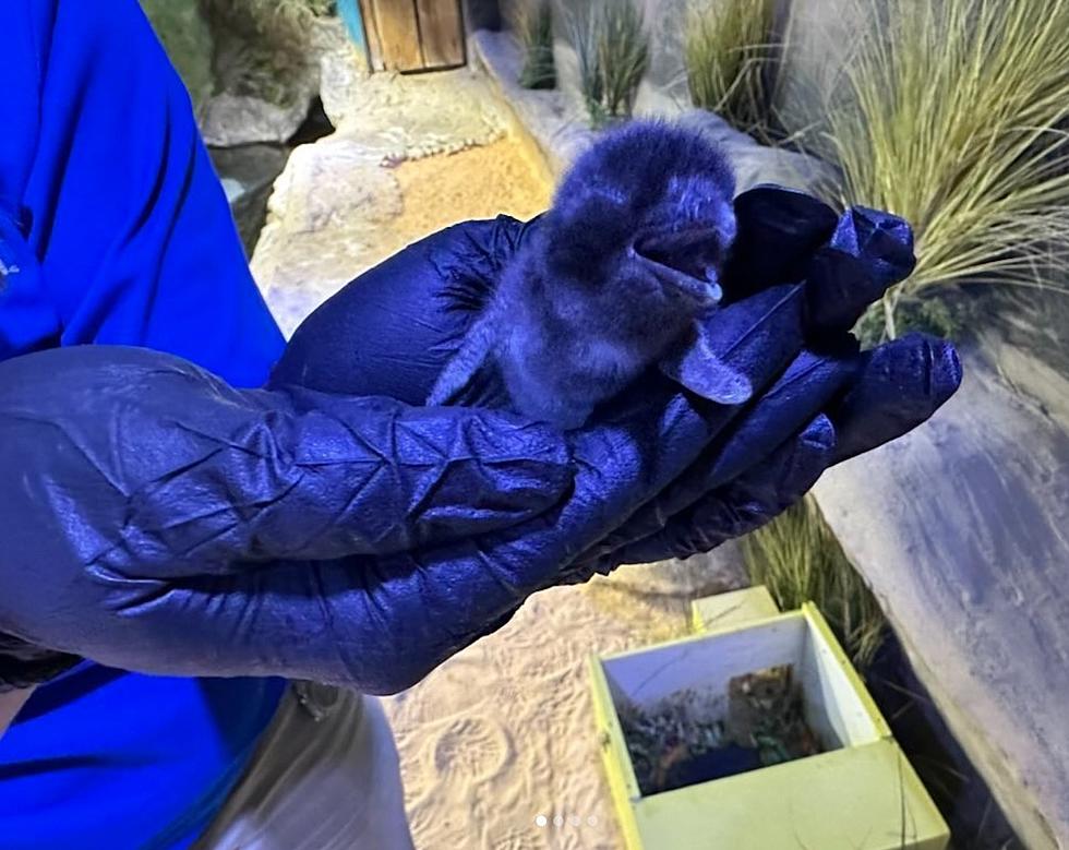 LOOK: Adventure Aquarium in Camden, NJ Welcomes Baby &#8220;Blue Penguin!&#8221;