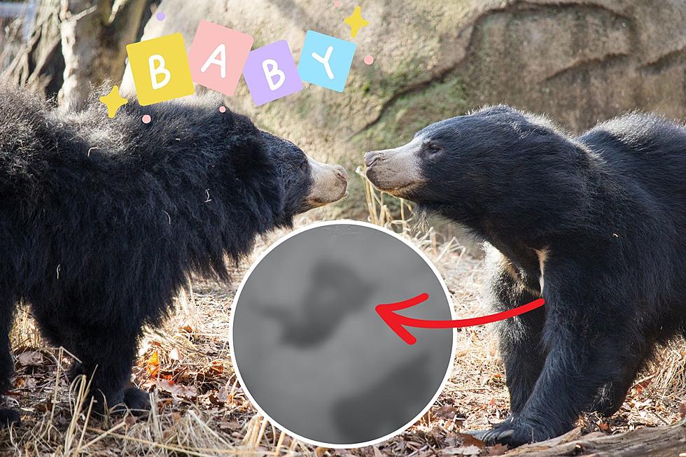 LOOK: Philadelphia Zoo Announces Birth of Two Sloth Bear Cubs! (PICS)