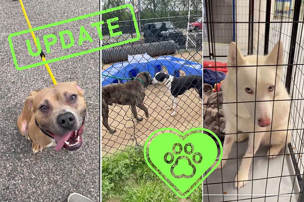 SUCCESS! ACCT Philly Reaches Adoption/Fostering Goal for Over 150 Dogs!