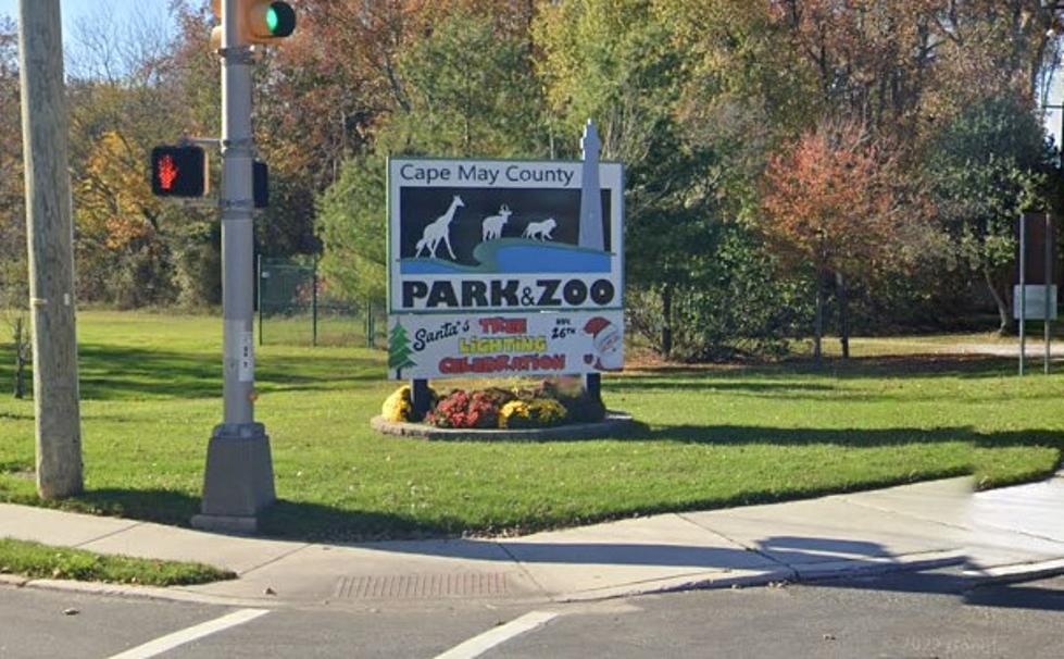 2 New Adorable Animals at Cape May County Zoo