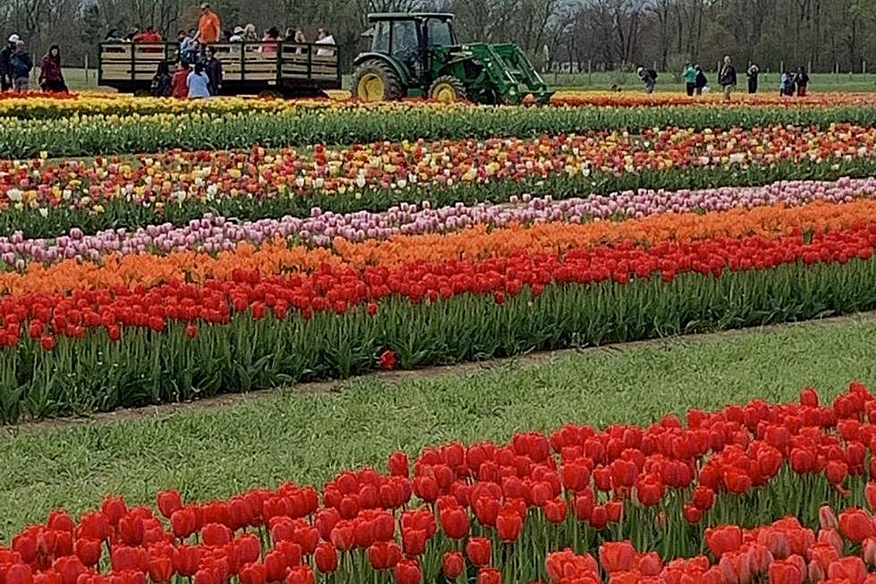 Tulip Season Ending Early at Holland Ridge Farms in Cream Ridge, NJ