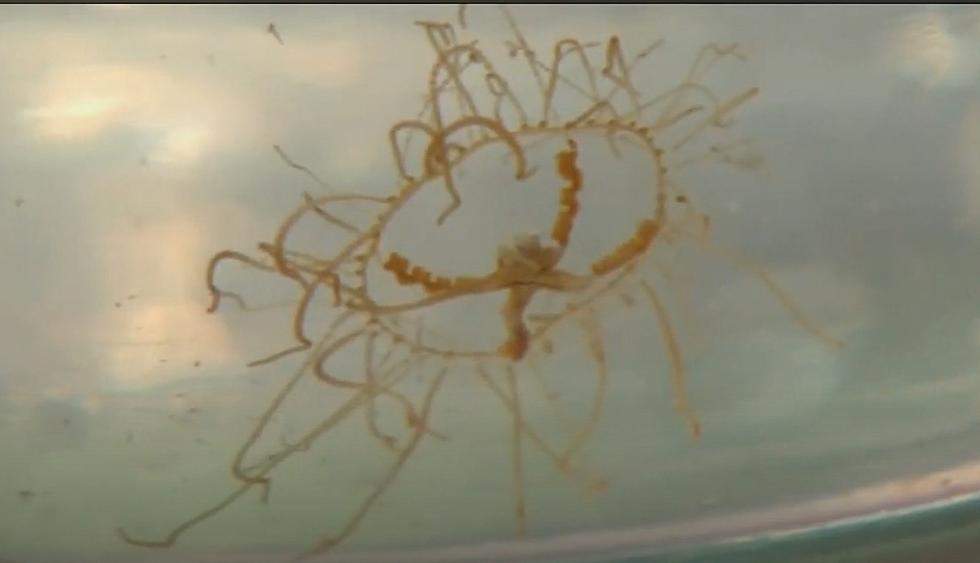 They&#8217;re Back! Beware of These Tiny Jellyfish That Pack a Mean Punch at the Jersey Shore