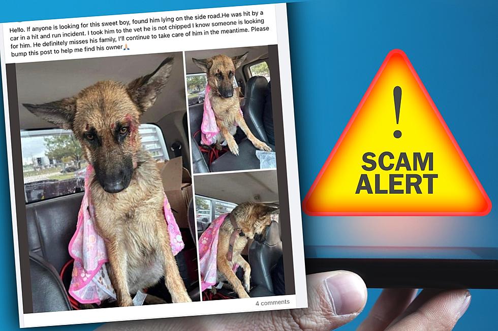 Scammers Target NJ, PA Facebook Groups With Posts About Injured Dogs