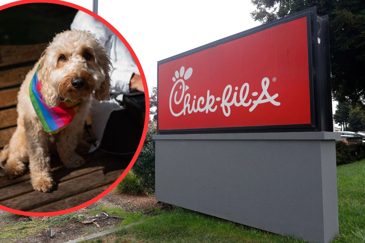 Free Pup Cup at ChickFilA in Langhorne, PA For National Dog Day