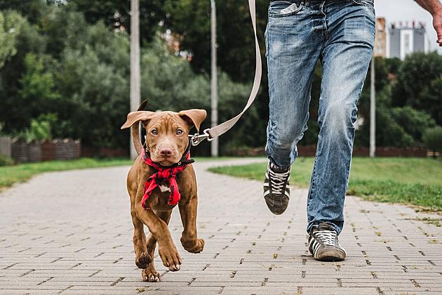 Philadelphia tough for pet owners, Zumper study finds