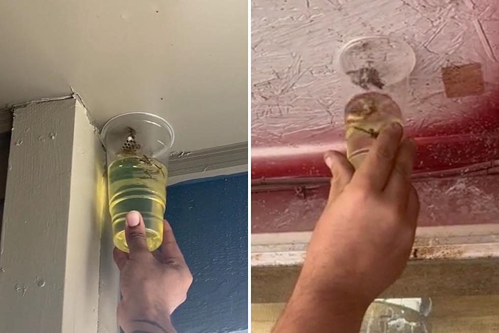 Don’t Try This TikTok Viral Wasp Killer Hack In Your NJ Home