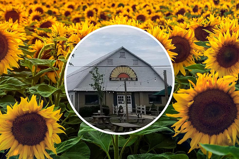 You’ll Get The Perfect Fall Pics During This Sunflower Festival in Jobstown, NJ