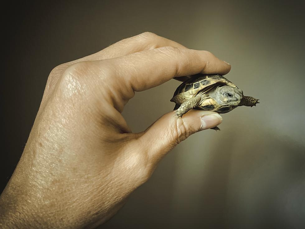 Stop Kissing Turtles! The CDC Issues Bizarre Warning Following Salmonella Outbreak in PA