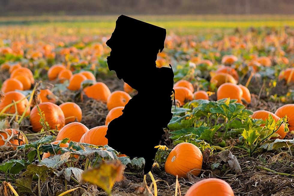 This NJ Farm Is Home To The Biggest Pumpkin Patch In The State