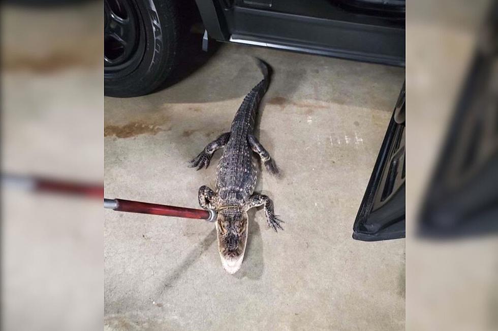 Got Him! The Loose NJ Alligator Has Finally Been Safely Captured