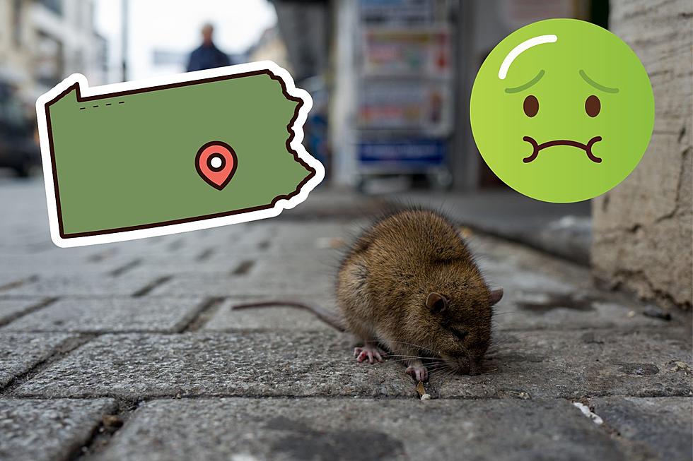 2 Pennsylvania Cities Rank Among Rattiest Cities in the U.S. 2023