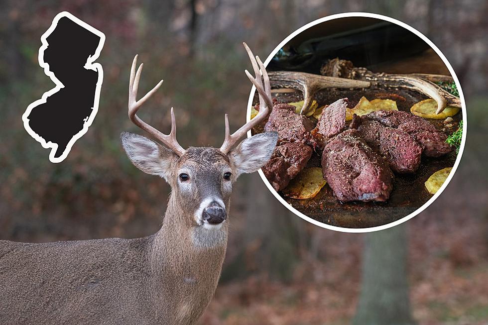 Is It Illegal to Take and Eat Roadkill Deer in New Jersey?