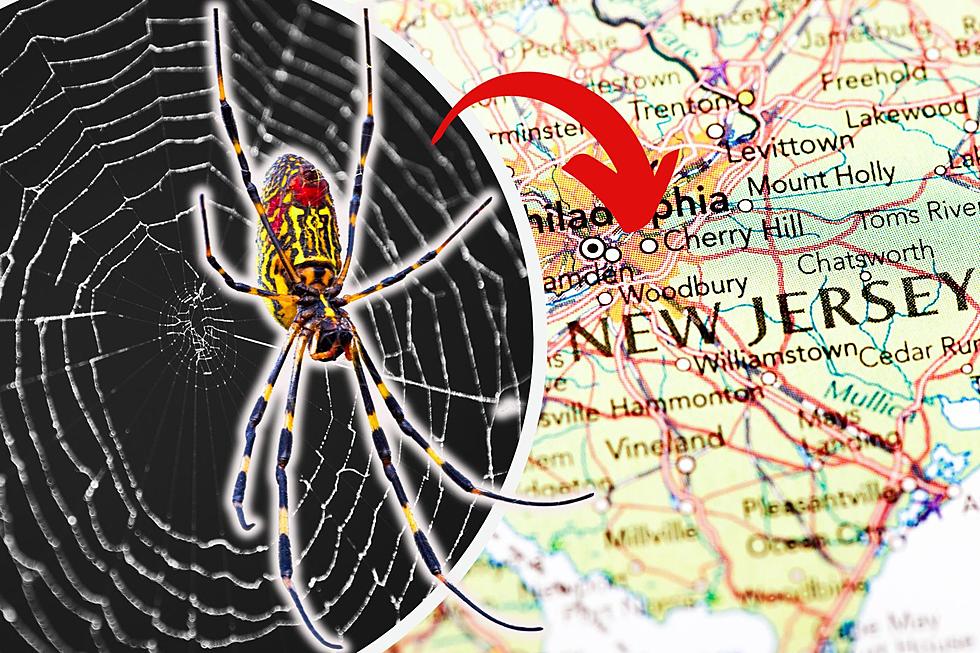 EEK! This Huge, Non-Native Spider is Coming to New Jersey &#8211; And It&#8217;s Here to Stay