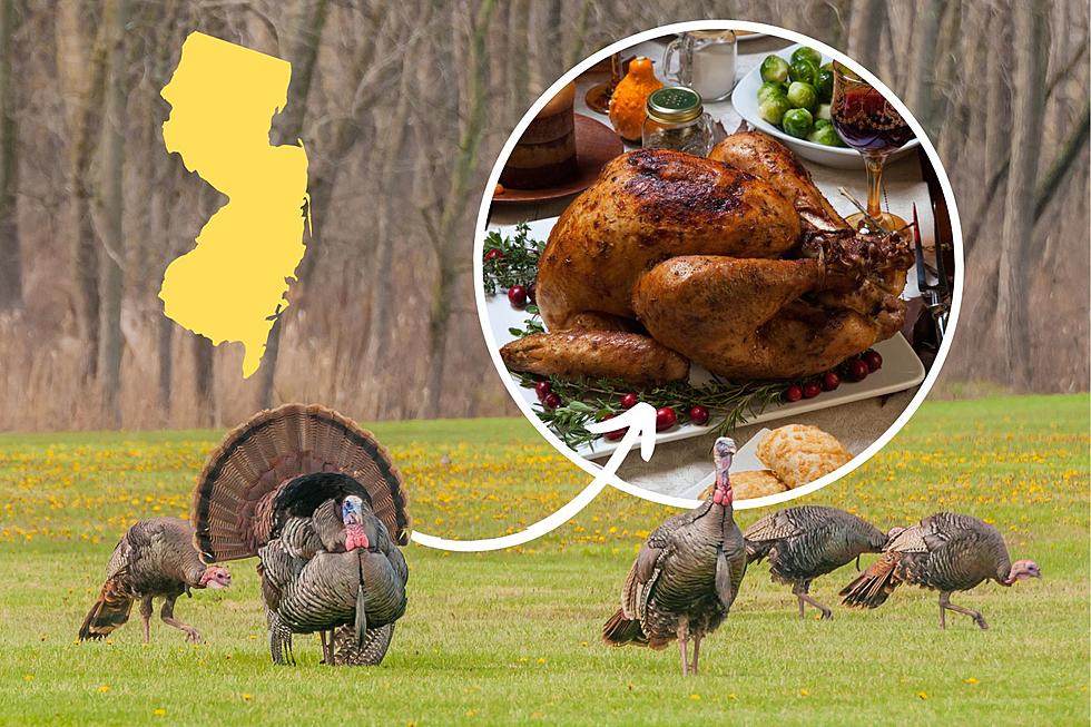 Is It Illegal in New Jersey to Catch and Eat Those Wild Turkeys in Your Backyard?