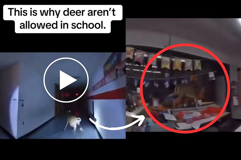 Run, Run, Rudolph! Deer Crashes Into Toms River Elementary School [WATCH]