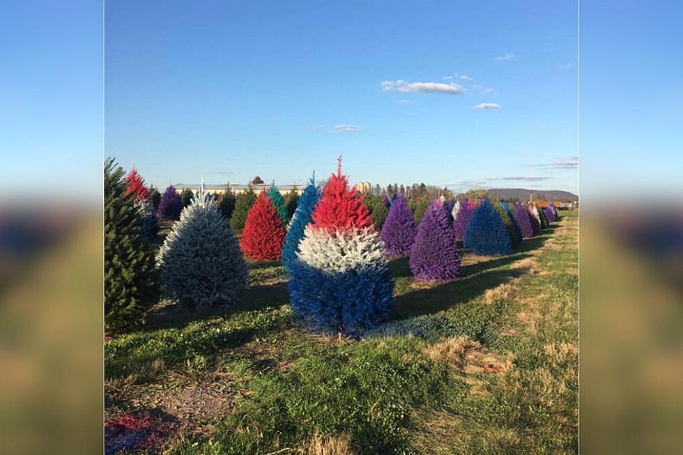 Get A Colored Christmas Tree At This Tree Farm in New Jersey