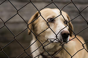 ANIMALS IN NEED: Adoptable Dogs at This Shelter Urgently Need...