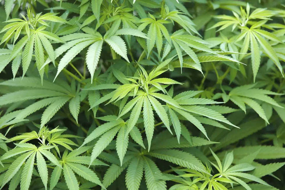 Marijuana plant